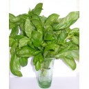 Basilic le bouquet