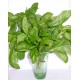 Basilic le bouquet