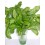 Basilic le bouquet