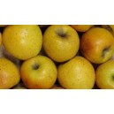 Pommes Goldrush le kg