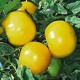 Tomates jaunes Lemon Boy le kg