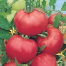 Tomates Rose de Berne le kg