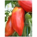 Tomates Andine Cornue le kg