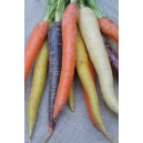 Carottes multicolores la botte
