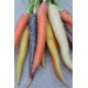 Carottes multicolores la botte
