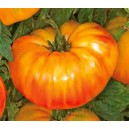 Tomates Ananas le kg