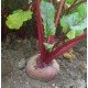 Betteraves rouges crues les 500 grs