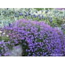 Aubriète violette vivace par 1