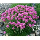 Armeria vivace par 1