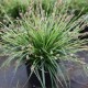 carex vert