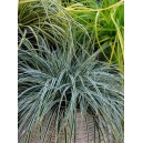 carex blanc/vert