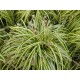 carex jaune/vert