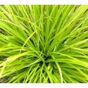 carex vert clair