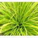 carex vert clair