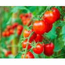 Tomate Cerise Rouge Supersweet P8 par 1