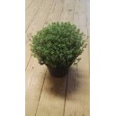 Thym en pot de 14 cm