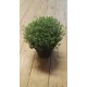 Thym en pot de 14 cm