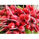 radis rouges la botte