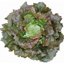 Salade batavia rouge la pièce