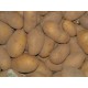 Pommes de terre Charlotte (le kg)