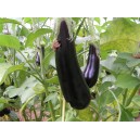 Aubergine le kg