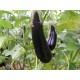 Aubergine le kg