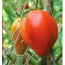 Tomate Coeur de Boeuf P8 par 6