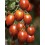 Tomate Cerise Cookie P10,5 par 7
