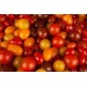 Tomates cerises couleur mix la livre