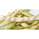 Haricots à écosser Blancs le kg