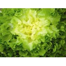 Salade scarole la pièce