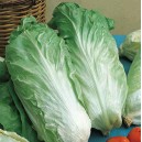 Salade Pain de sucre la piece