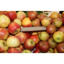 Pommes Boskoop le kg