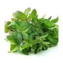 Menthe le bouquet